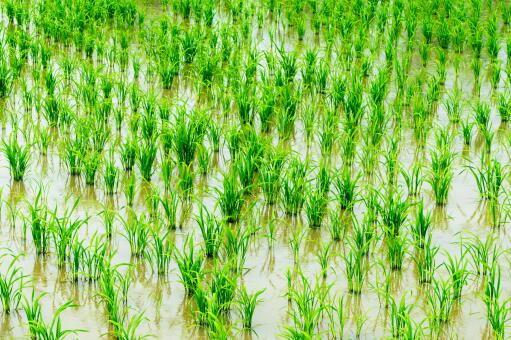 水稻种植时间和收割时间,北方水稻一年可种几次