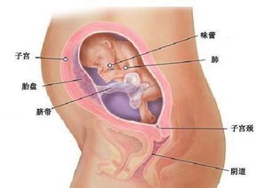 胎儿发育过程视频？胎儿发育的全过程