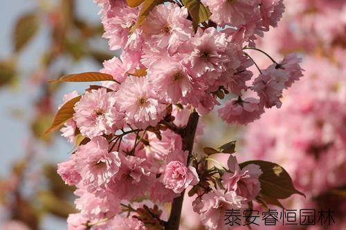 日本樱花的种植养护技术