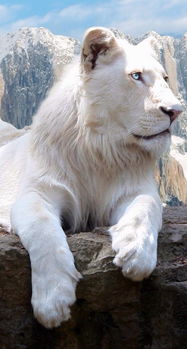 梦见被白狮子追是什么意思/梦见被白狮子追是什么意思-我的网站(梦见被白色狮子追是什么意思)