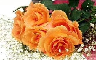 普通花店有卖橙色的玫瑰吗 