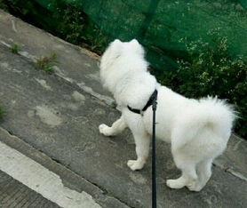 男子表示想养一只狗陪着萨摩耶,网友建议二哈不错 
