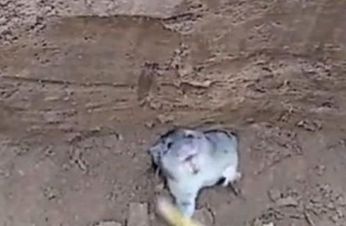 小伙挖土挖到老鼠洞,老鼠的举动让人不可思议