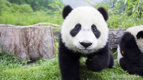 如果大熊猫数目多到泛滥,那它还会是国宝吗