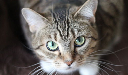 猫患上角膜炎只需滴点眼药水就行了 别让你的无知害了猫命