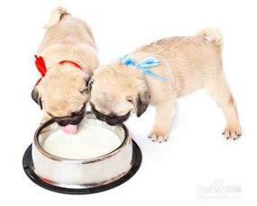 幼犬喂养的正确方法及注意事项 