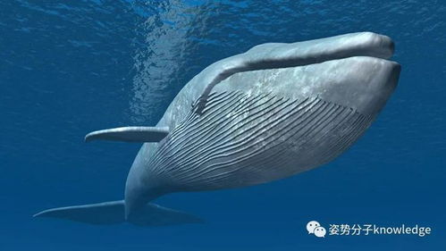 关于蓝鲸的冷知识,你知道吗