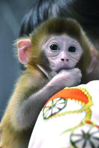 商家网上卖宠物猴 林业部门 饲养贩卖均违法