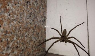 家里有大蜘蛛 意味着什么,大蜘蛛进家里代表什么 