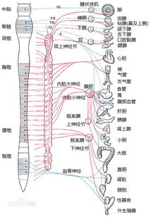 副交感神经系统的系统区别 