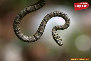 五个脑袋的蛇你见过吗 盘点世界上最怪异的10种蛇 