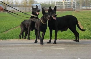 哪里有卖黑狼犬的养殖基地,三个月幼犬价格多少钱 