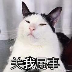 想哭的我戴上了猫的面具 根本不懂猫