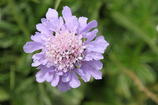 山花是什么花？山花是什么花的别称