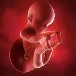 孕晚期胎儿足月了,为什么还会 赖 在肚子里不走 孕妈妈要知道 