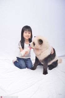 新加坡狗主人给松狮犬染色假扮大熊猫 