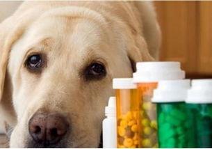 狗狗感染寄生虫,教你如何辨别和预防 