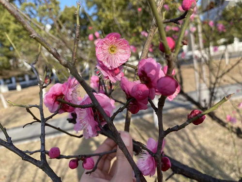 一枝桃花红艳艳是什么生肖