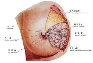 多乳症是什么