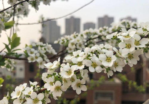 新型观赏花木,花似白雪,开花多 花期长,盆栽也可以,值得拥有