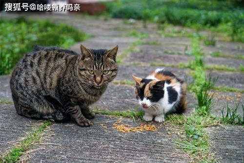 前方高能,大型七夕节撒猫粮狗粮现场,今天铲屎官柠檬了吗