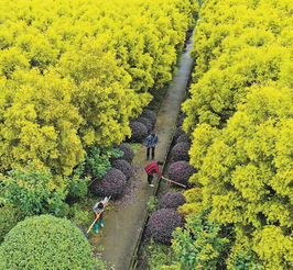 广州地区黄金香柳繁殖技术,黄金香柳是鬼树吗
