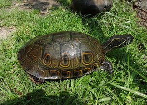 中美彩龟 它还有个名字叫 国产大河甜甜圈