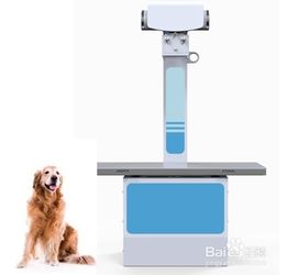 宠物医院如何选择宠物数字X光机 宠物DR 