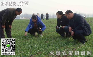 麦田除草如何选药 麦田除草用药指南