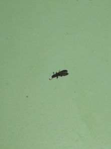 求解,这种是什么虫子 ,怎么解决掉这种虫子,在床头发现了很多 