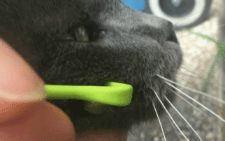 猫脸上长了一只眼珠子般大小的蜱虫 铲屎官们应该注意了 