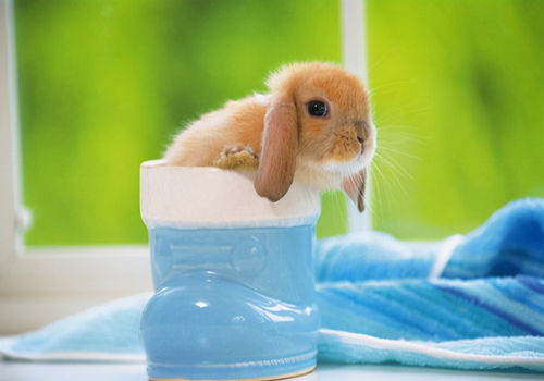 养兔方法 兔子毛球症吐毛,是怎么了 要怎样处理