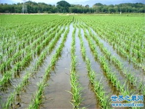 水稻品种有哪些,世界出名水稻排名前十？