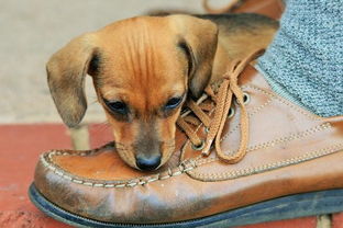 幼犬为什么老是咬鞋子 换了5双拖鞋后,我找出了这些原因