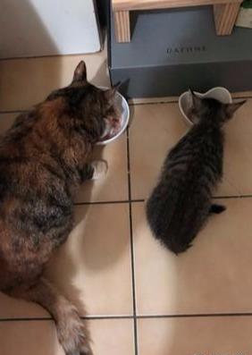 奶奶喂猫找不到猫碗,决定直接打开猫粮袋,请猫咪吃自助餐