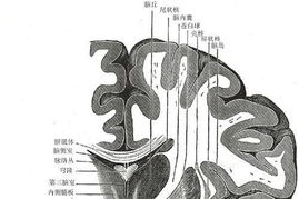 电竞技术是天生的 大脑形态决定了游戏技术 