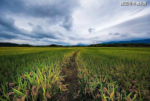 鼓励恢复双季稻,农民不愿种植,咋回事 一起算笔账