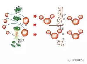 这里有最详细的乳铁蛋白知识