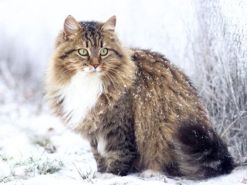 百科 西伯利亚森林猫,爱冒险的俄罗斯宝藏猫