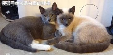 猫妈妈每日在院子里讨食,而后悄悄搬进家里,这是强行让人收留啊