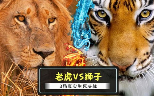 老虎VS狮子的3场生死决战 惊心动魄的真实搏斗,虎啸狮吼太震撼 