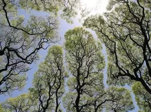 天气炎热,来点植物冷知识降降温吧 