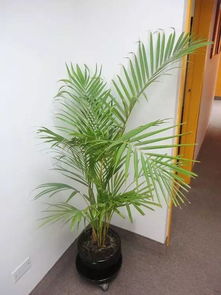 凤尾葵和黄椰子树有区别吗？
