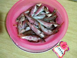 香煎小红鱼,今天吃香煎小红鱼,今天怎么吃,晚上吃什么 好豆 