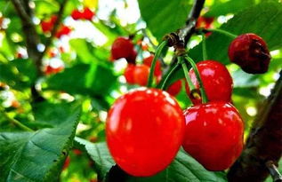 遵义地区玛瑙红樱桃高产栽培管理技术,适合苏南的樱桃品种