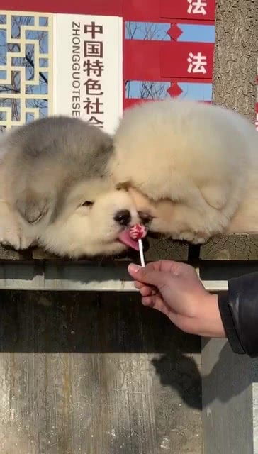 两个狗子抢一颗糖吃,这也太美味了 