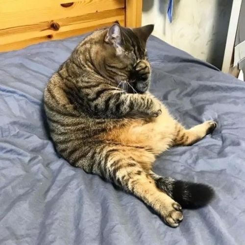 脂肪肝只有胖猫会患么