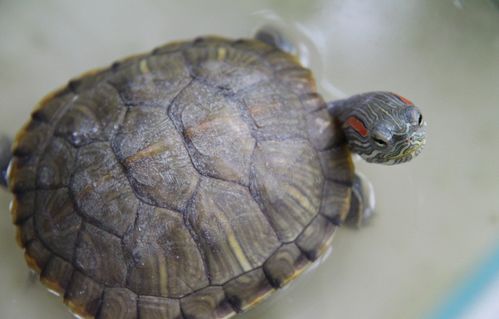 巴西红耳龟有毒吗？