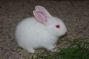 真实兔子红眼睛照片