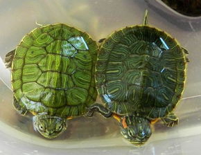 坐高铁能带活物吗,一只大乌龟两只小乌龟 